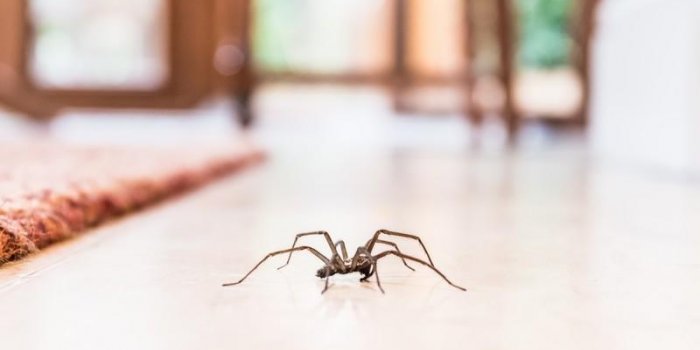 Araignées : 8 remèdes naturels pour les faire fuir de la maison