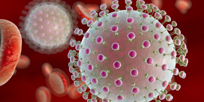 virus zika dans le sang avec des globules rouges, un virus qui provoque la fièvre de zika trouvé au brésil et dans d'a...