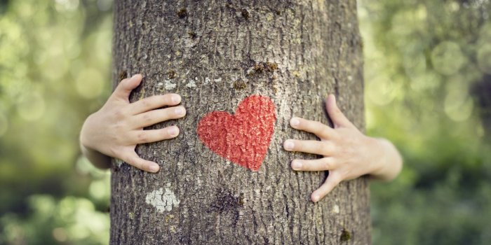  Vivre près des arbres aide à prévenir les dommages vasculaires liés à la pollution