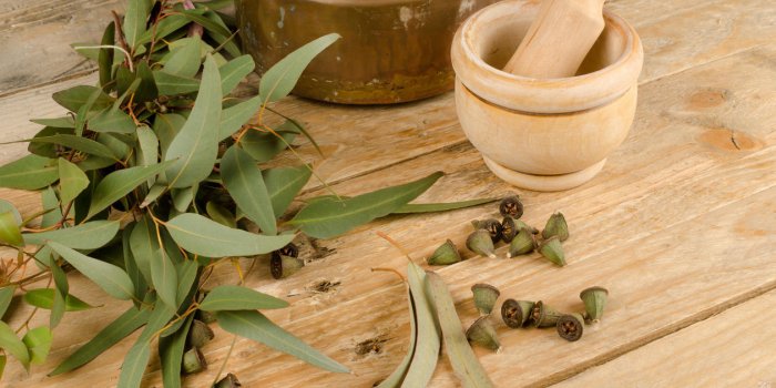 nature morte montrant l'eucalyptus comme ingrédient de la médecine naturelle