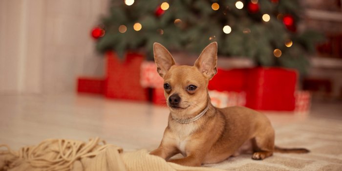 Noël : 4 fois plus d'empoisonnements au chocolat chez les chiens !