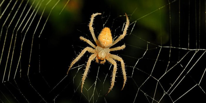 fond de toile d'araignée dangereux dans la nuit