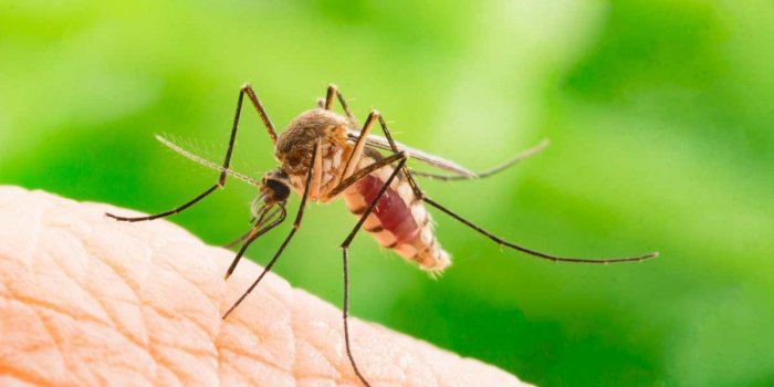 Dengue : doit-on craindre une nouvelle vague à La Réunion ?