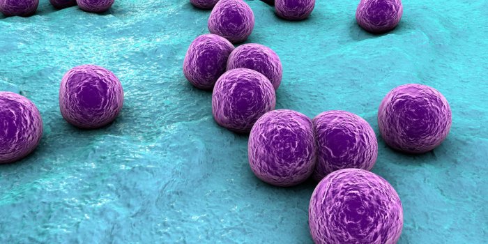 bactéries staphylococcus aureus sur la surface de la peau ou de la muqueuse, illustration 3d