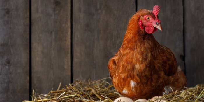Attention aux œufs de poule domestiques contaminés en Ile-de-France