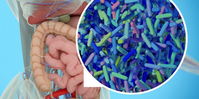 Et si nos problèmes de santé venaient de nos microbiotes ?