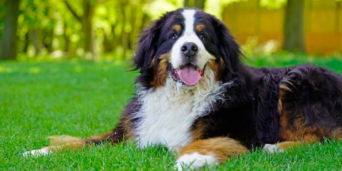 Un médicament capable de prolonger la durée de vie des chiens bientôt commercialisé