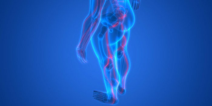 Mal à la jambe et au dos : le trajet du nerf sciatique