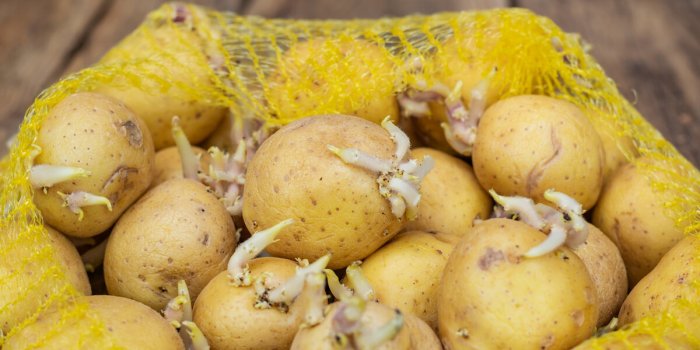 Est-ce vraiment sans risque de manger des pommes de terre germées ?
