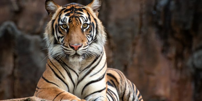 Fort Boyard : les tigres de l’émission sont-ils drogués ? 