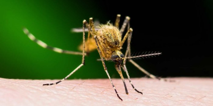 yellow fever, malaria or zika virus infected mosquito sting on dark background