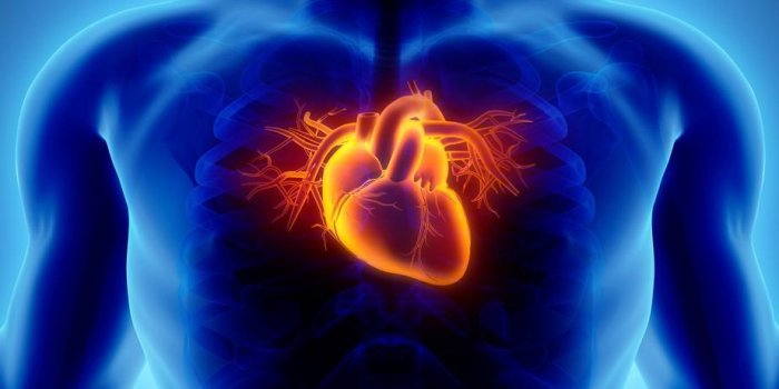 illustration 3d du coeur - une partie de l'humain organique