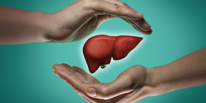 a human liver between two palms of a woman on blue and green background the concept of a healthy liver