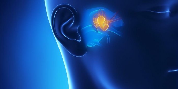 l'anatomie de l'oreille moyenne en 3d