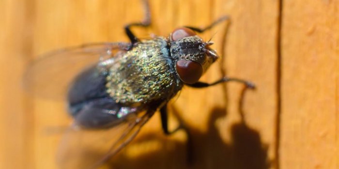 fly on a wooden background macro