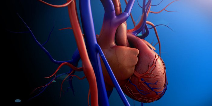Maladie cardiaque : qu'est-ce qu'une myocardite ?
