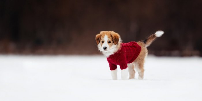 Froid : faut-il mettre un manteau à son chien avant de sortir ?