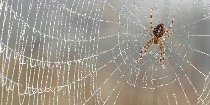 Piqûres d’araignée : 7 remèdes pour être vite soulagé