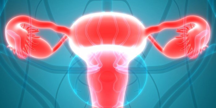 illustration 3d du système reproducteur féminin avec le système nerveux et la vessie