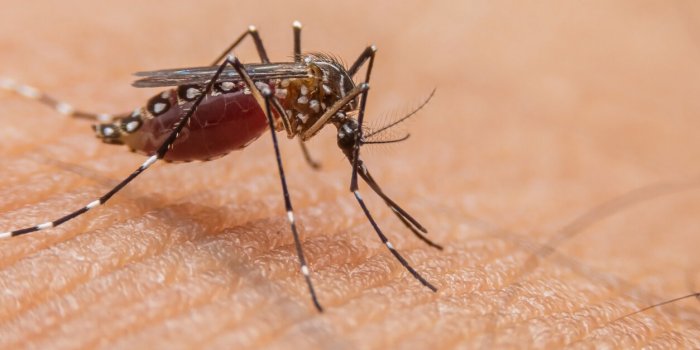 Dengue : premier cas autochtone détecté en Ile-de-France