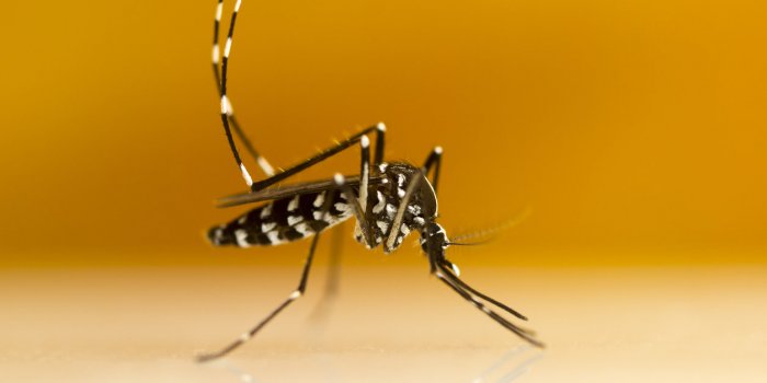 asian tiger mosquito (aedes albopictus)