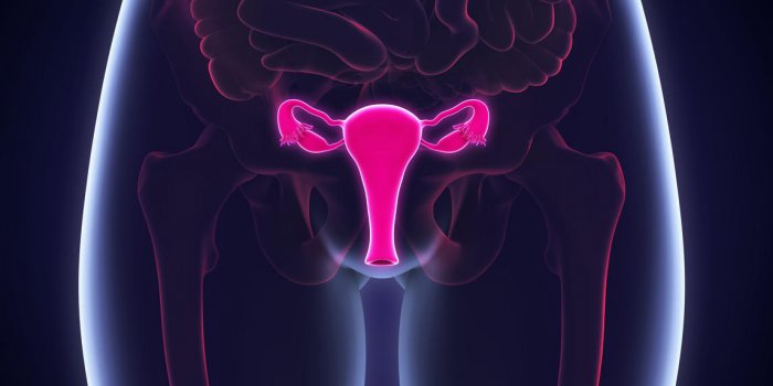 illustration de système reproducteur féminin 3d rendu