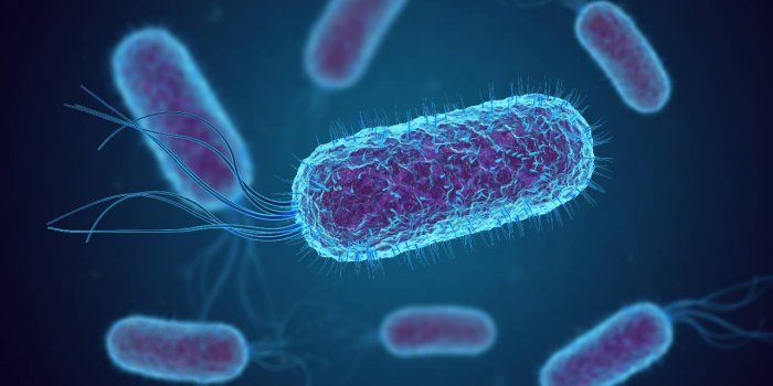Bacterie E.coli : 13 cas graves et un deces dans 5 regions