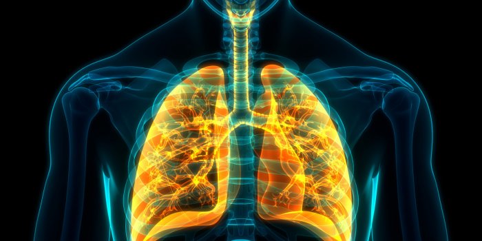 Covid : des faux poumons infectés par des chercheurs pour mieux étudier le virus