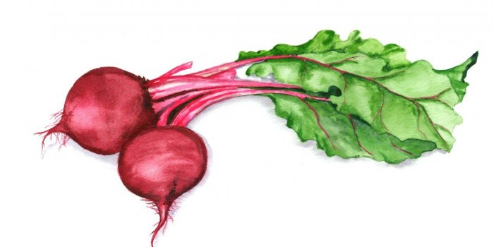 Cerveau : le legume qui a le plus de bienfaits selon le Dr Michael Mosley