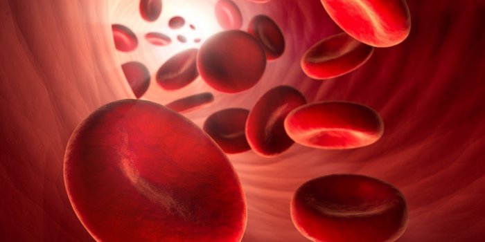 Anemie : 10 aliments pour augmenter le taux d’hemoglobine