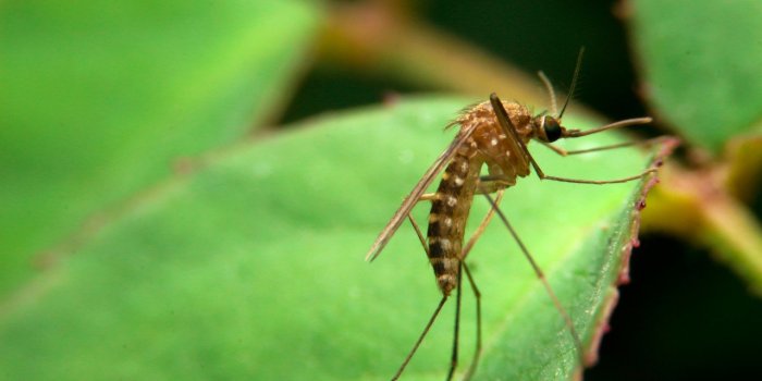 5 odeurs qui font fuir les moustiques
