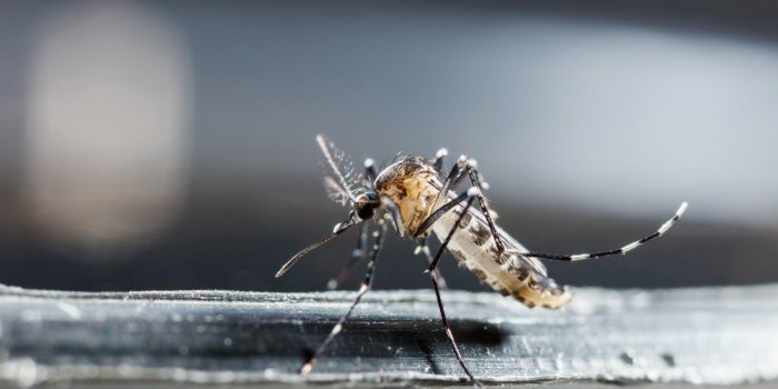 5 couleurs qui attirent les moustiques selon la science 