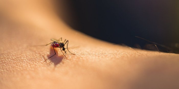 Piqures de moustique : 7 astuces pour les eviter