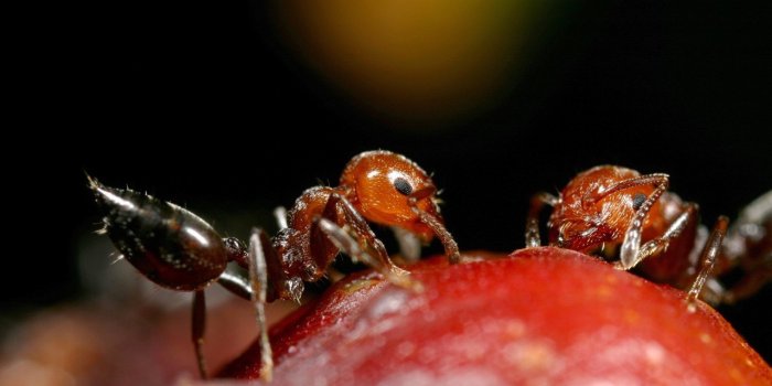 8 astuces naturelles pour se debarrasser des fourmis a la maison