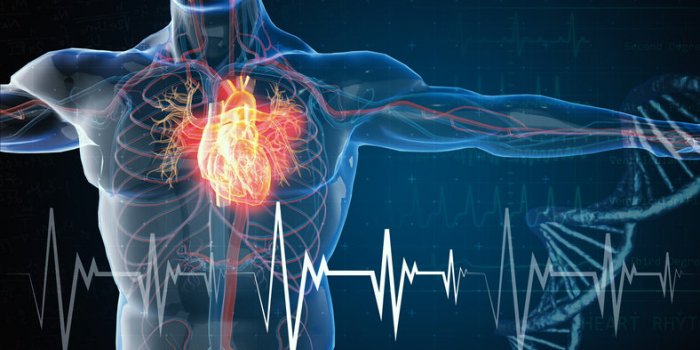 Anévrisme aortique : un test du pouce pour savoir si vous êtes à risque. 