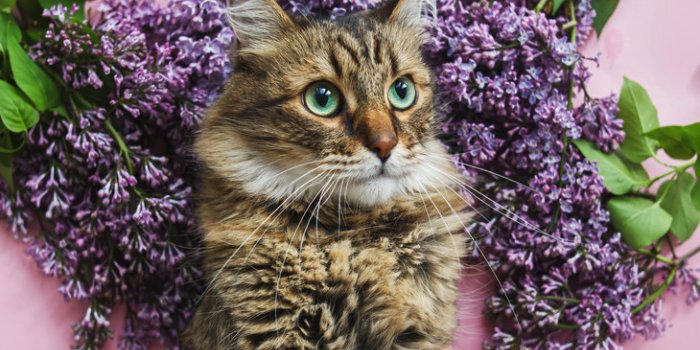 15 plantes d’interieur toxiques pour les chats