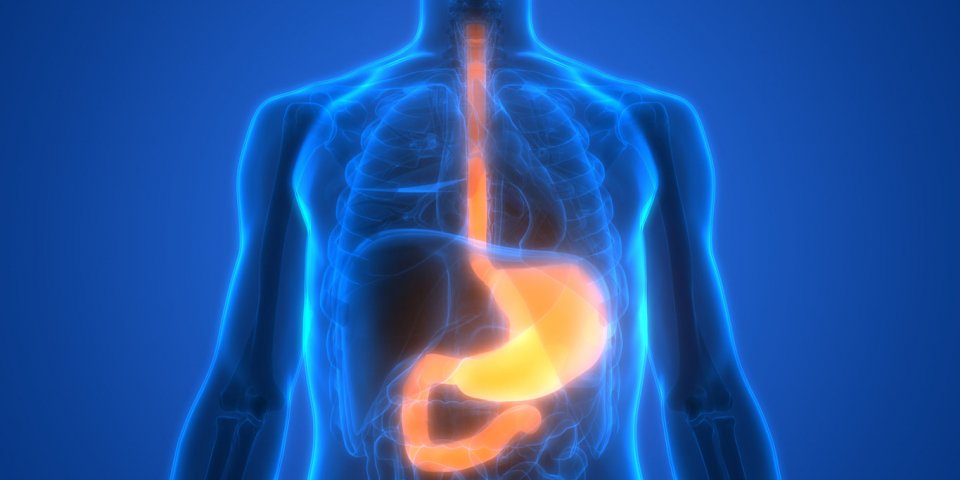 3d illustration of human digestive system stomach anatomy