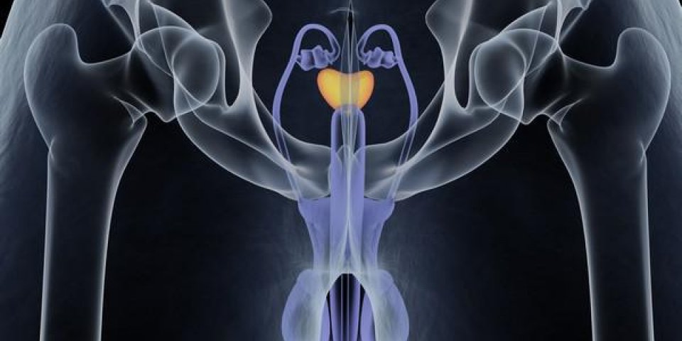 prostate, mâle, appareil reproducteur et urinaire, anatomie, 3d, illustration