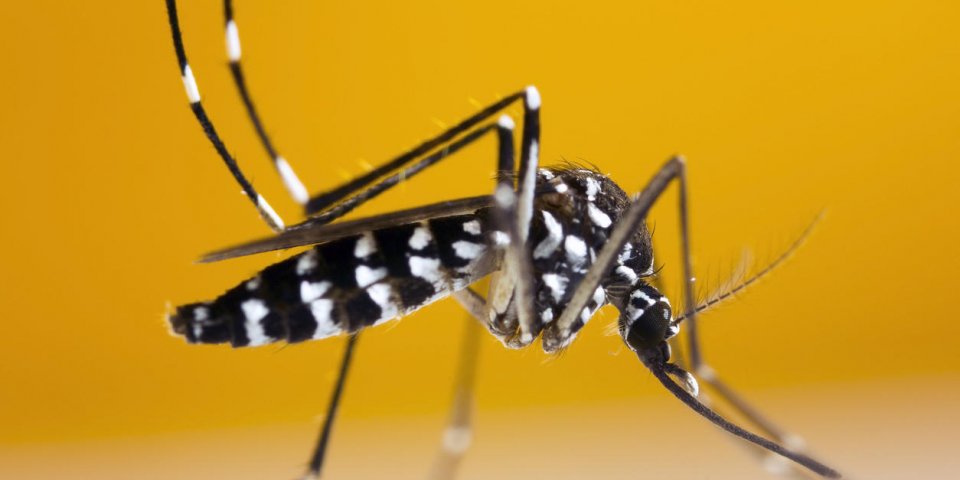 Retour du moustique tigre : où et comment le signaler ?
