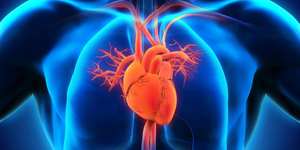 illustration de l'anatomie du cœur humain illustration du rendu 3d
