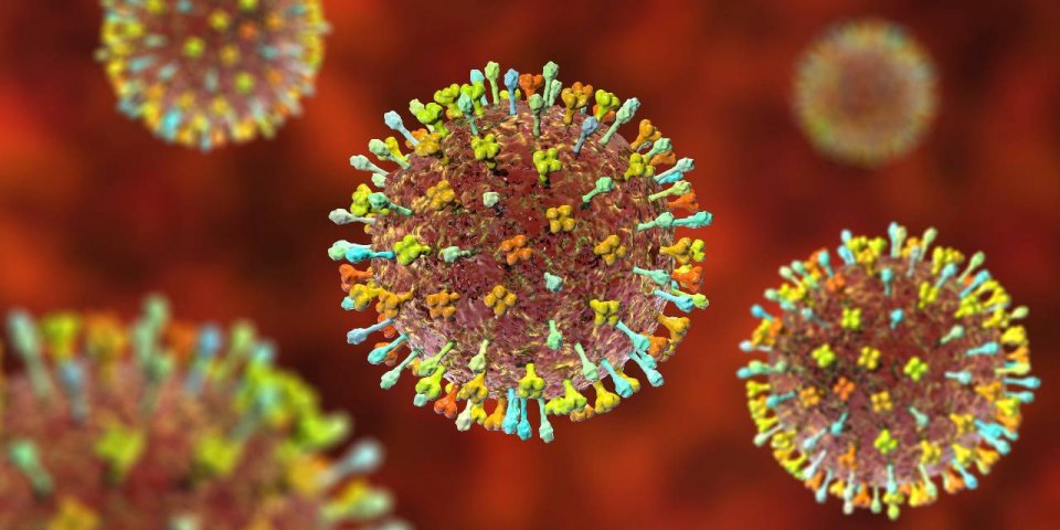 Langya henipavirus : faut-il s’inquiéter du nouveau virus découvert en Chine ? 
