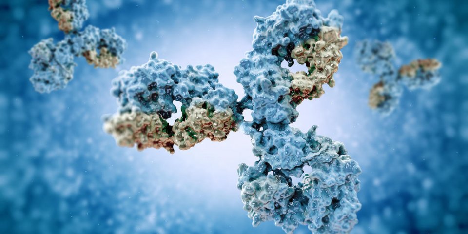 des anticorps contre le mouvement cellulaire du virus