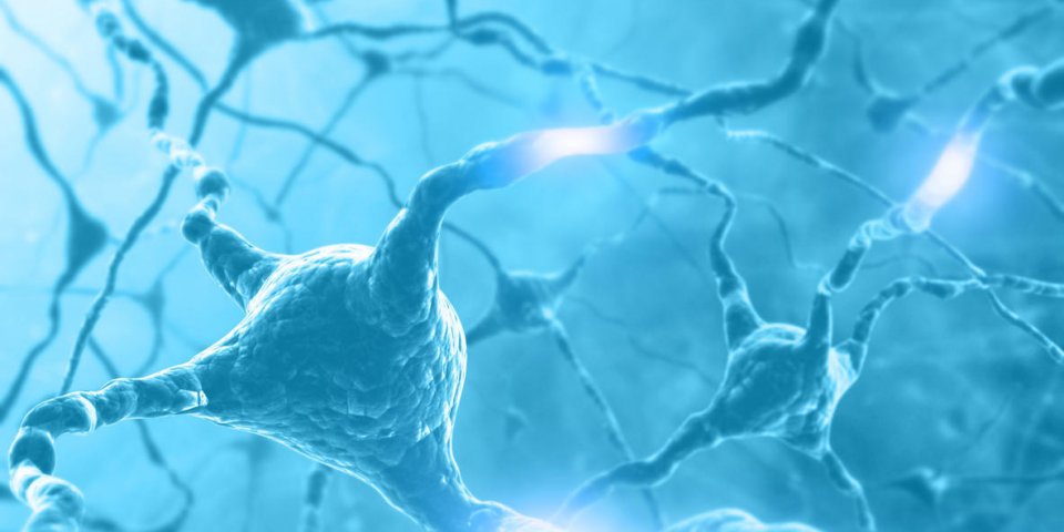 à l'intérieur du concept de cerveau des neurones et du système nerveux deux neurones transmettant des informations