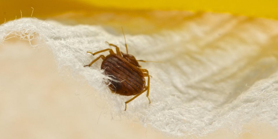 a macro photo of a bed bug