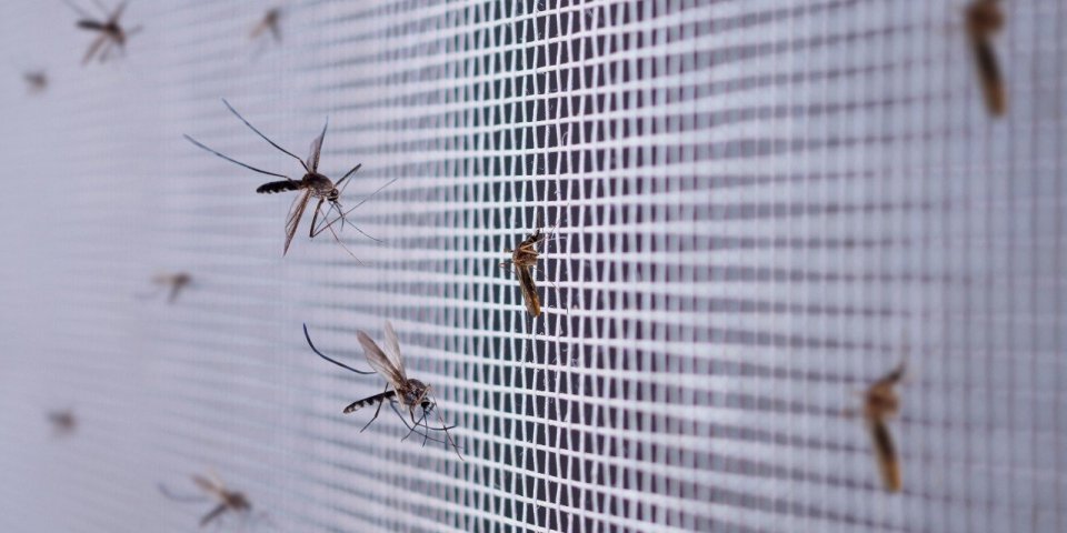 Moustiques : une moustiquaire qui protège aussi de la chaleur 