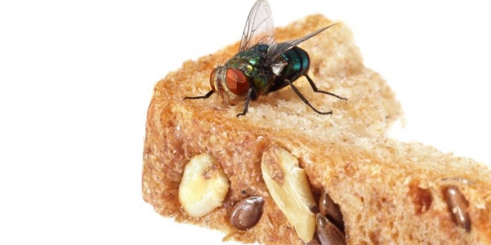Manger un plat sur lequel s’est posé une mouche est dangereux pour la santé