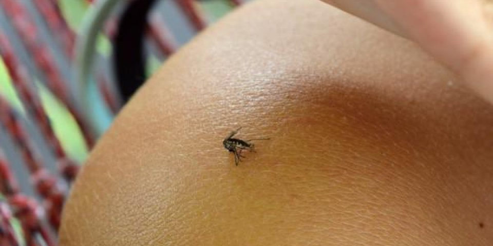 Moustique tigre: quels sont les symptômes du virus Zika ? 
