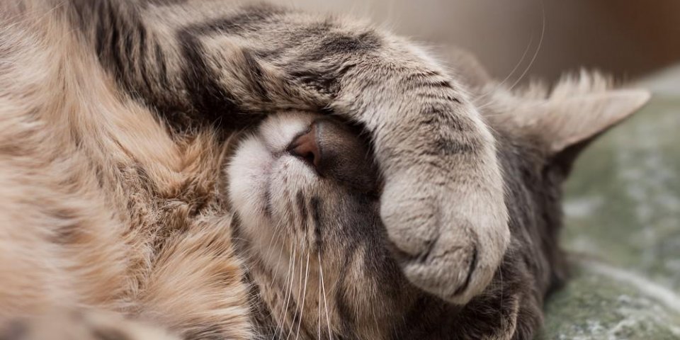 portrait de closeup chat domestique gris mignon