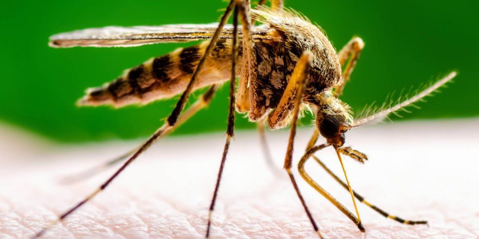 Moustiques : les humains attirent les espèces les plus dangereuses