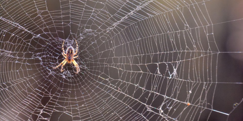 photo picture of a spider and his web